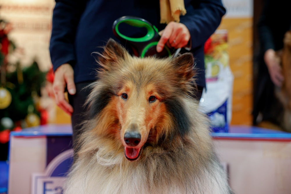 Cibo e accessori per animali sostenibili, cane di razza, orme differenti