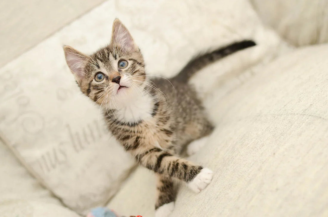 Adottare un gatto, gatto piccolo sul letto, Orme Differenti
