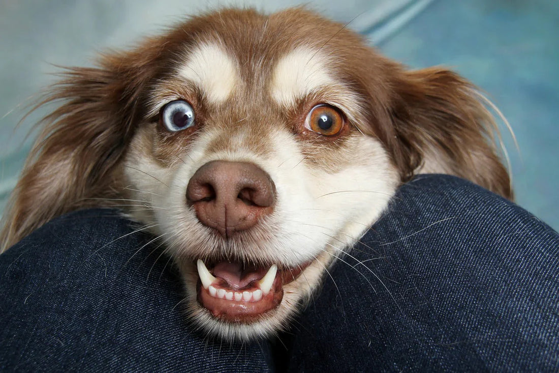 ansia da separazione nel cane, Orme Differenti