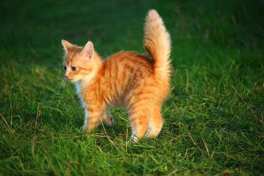 Coda gatto significato, in foto gatto piccolo rosso in un prato, con gobba e coda gonfia, Orme Differenti