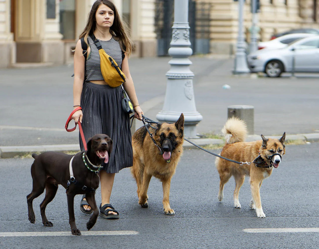 corso pet sitter, come diventare professionista della cura degli animali, donna per strada con tre cani, Orme Differenti