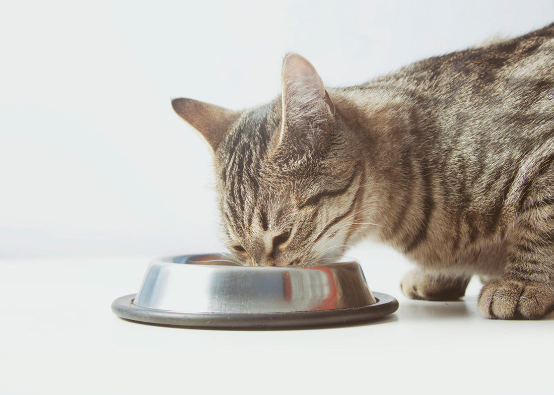 pappa del gatto, gatto che mangia nella ciotola, orme differenti