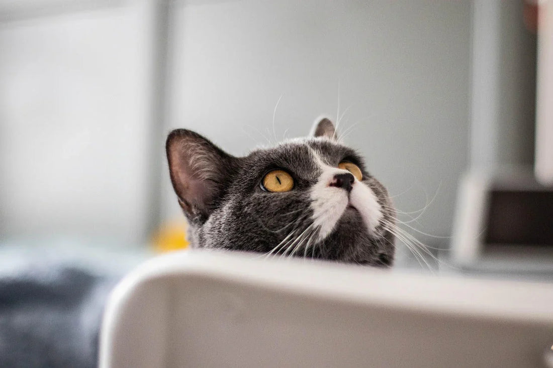 perché il gatto fa le deiezioni fuori dalla lettiera, gatto nero e bianco, Orme Differenti