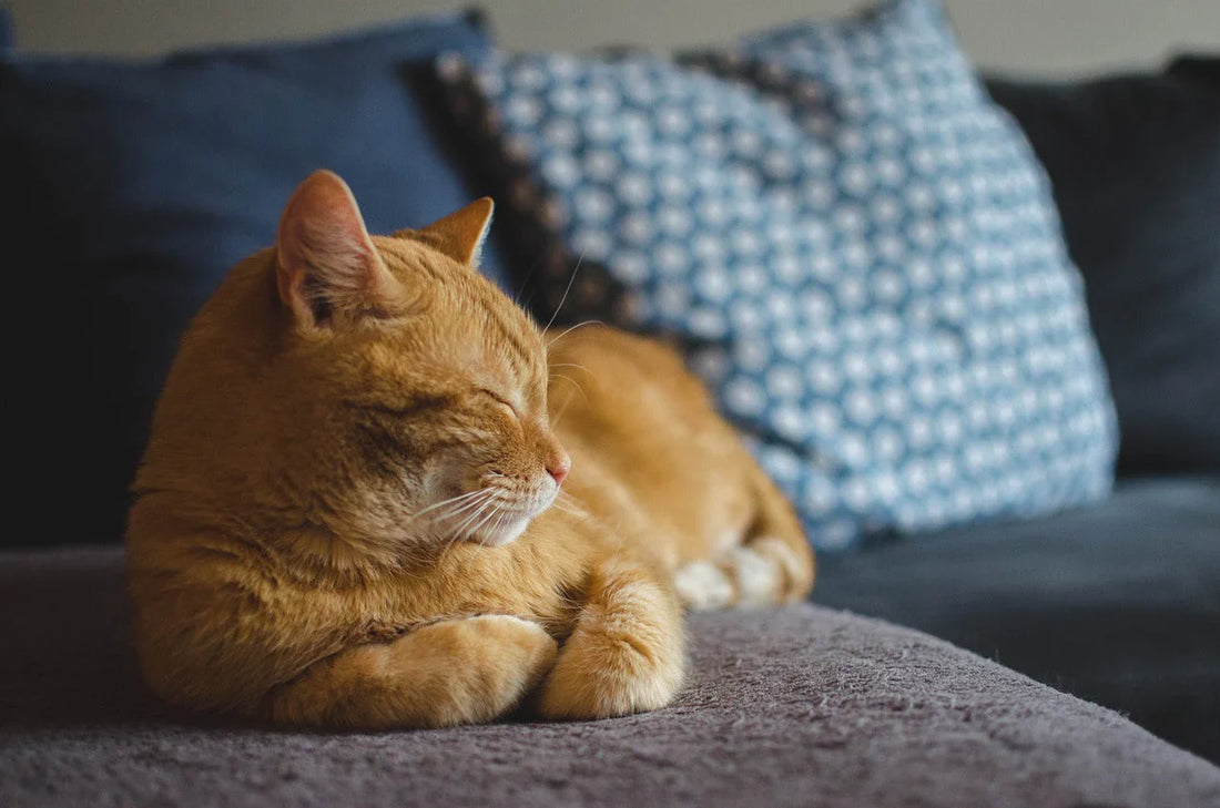 segnali che il gatto sta invecchiando, gatto rosso sul divano che sonnecchia, Orme Differenti