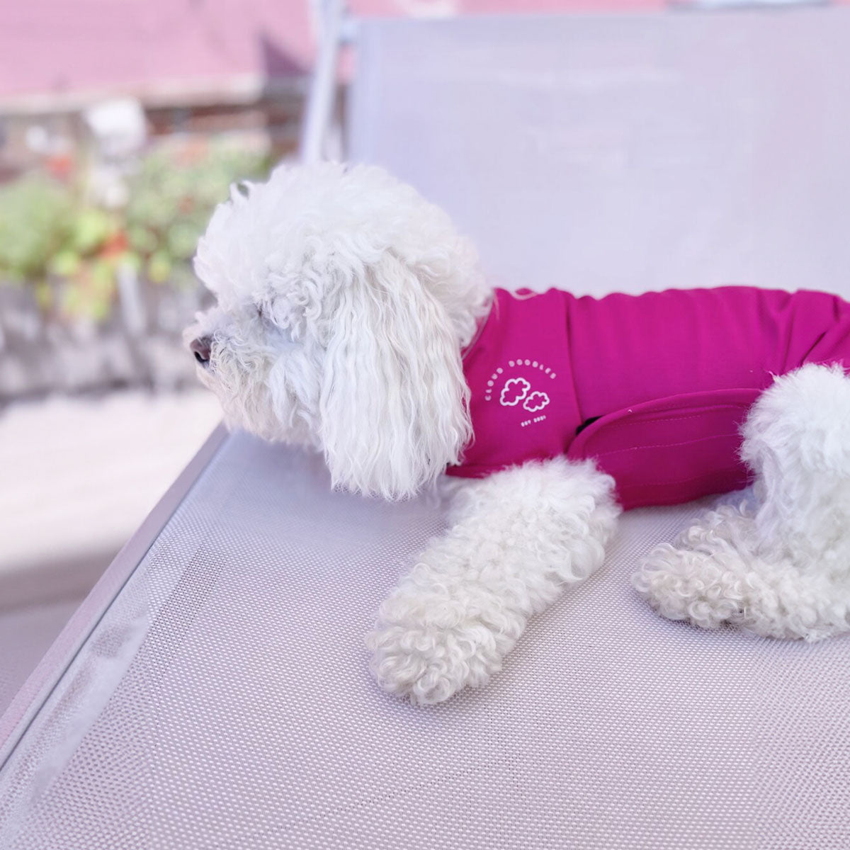 Giubbotto anti ansia per cani, fucsia, indossato su cane razza barboncino bianco di Cloud Doodles distribuito da Orme Differenti