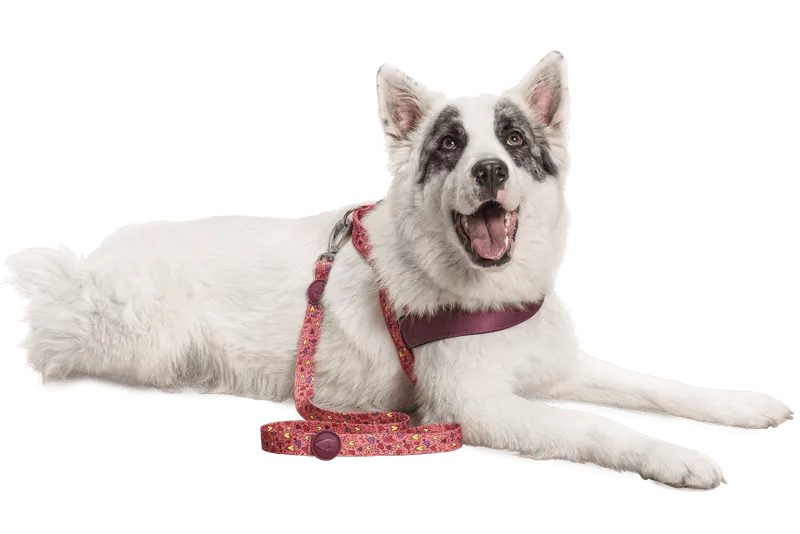 Guinzaglio regular Pink Think per cani, morbido, pratico e sicuro, indossato su cane bianco, di Morso distribuito da Orme Differenti