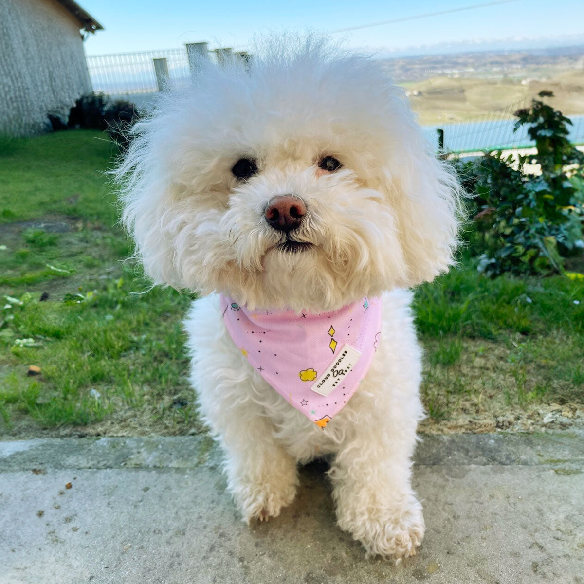 Bandana per cani in otone, rosa, fantasia, indossata su cane piccolo bianco, a marchio Cloud Doodles, distribuita da Orme Differenti