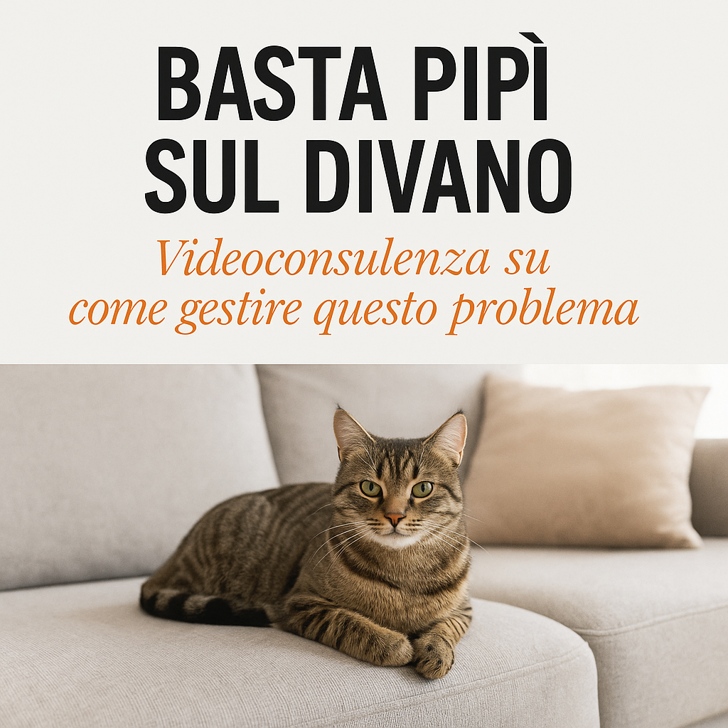 basta pipì sul divano, videoconsulenza, consigli, per gestire questo problema nel gatto, orme differenti