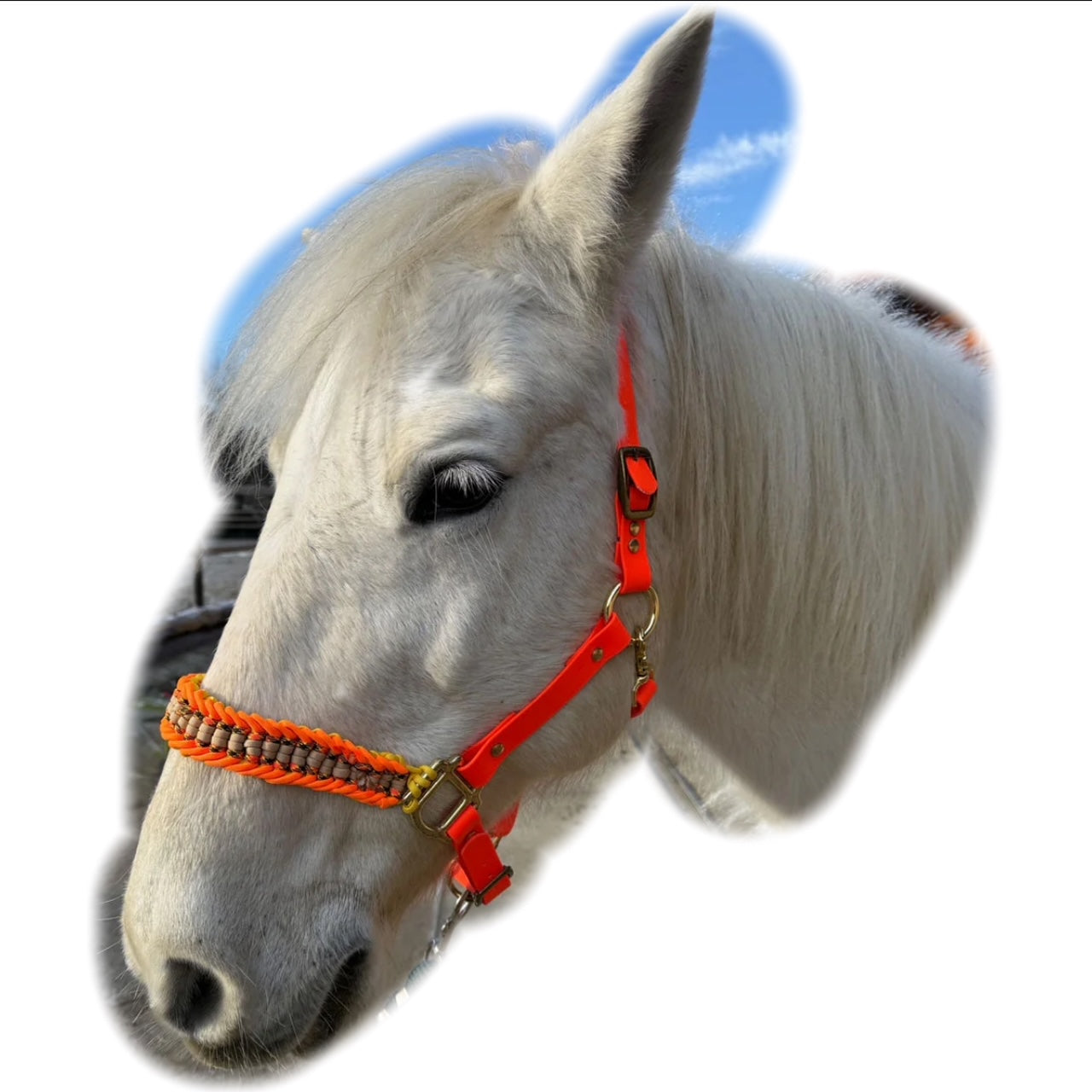 Capezza per cavallo di colore arancione realizzata completamente a mano in biothane e paracord, regolabile, a marchio Orme Differenti