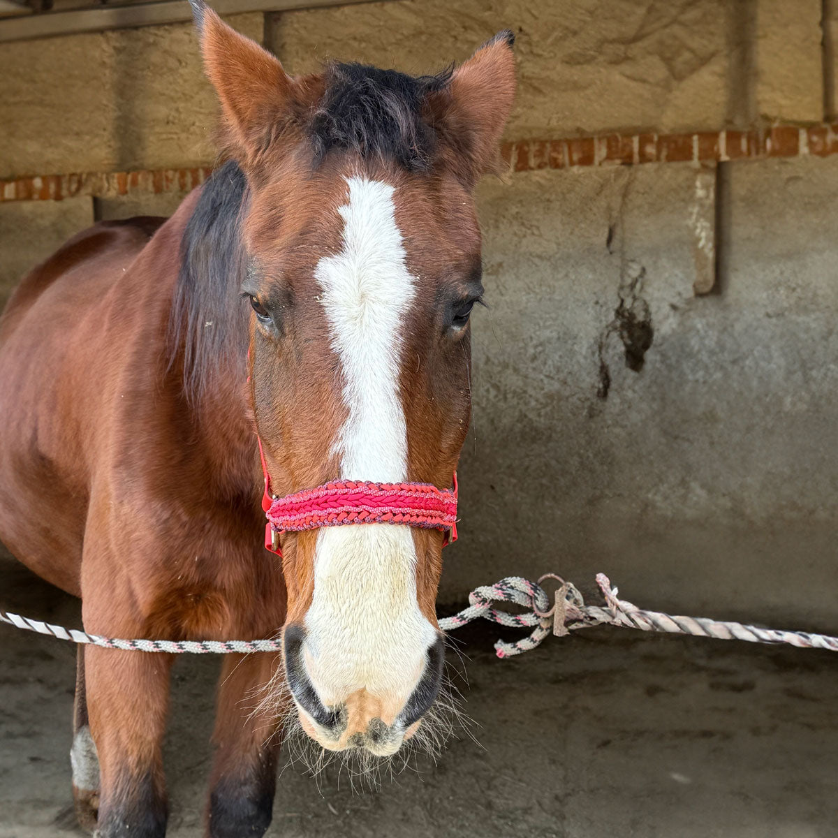 Dettaglio muso capezza in biothane e paracord per cavalli, muso in paracord intrecciato, a marchio Orme Differenti