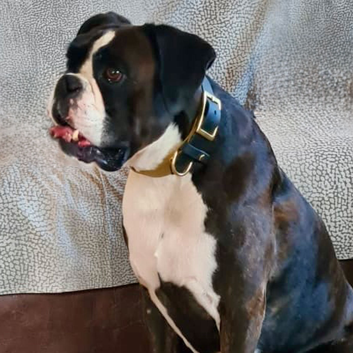 Collare per cani di taglia media in Biothane, indossaato da un Boxer femmina, morbido ed elegante - Orme Differenti