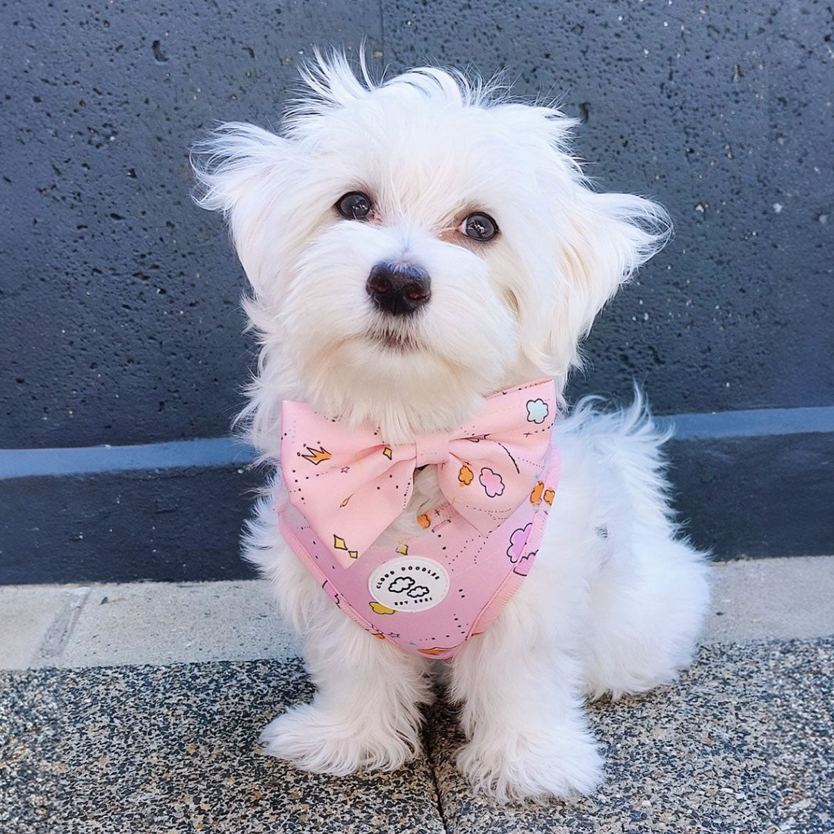 Fiocco per cani in cotone, rosa, lavabile a mano, indossato su cane piccolo bianco, di Cloud Doodles, distribuito da Orme Differenti