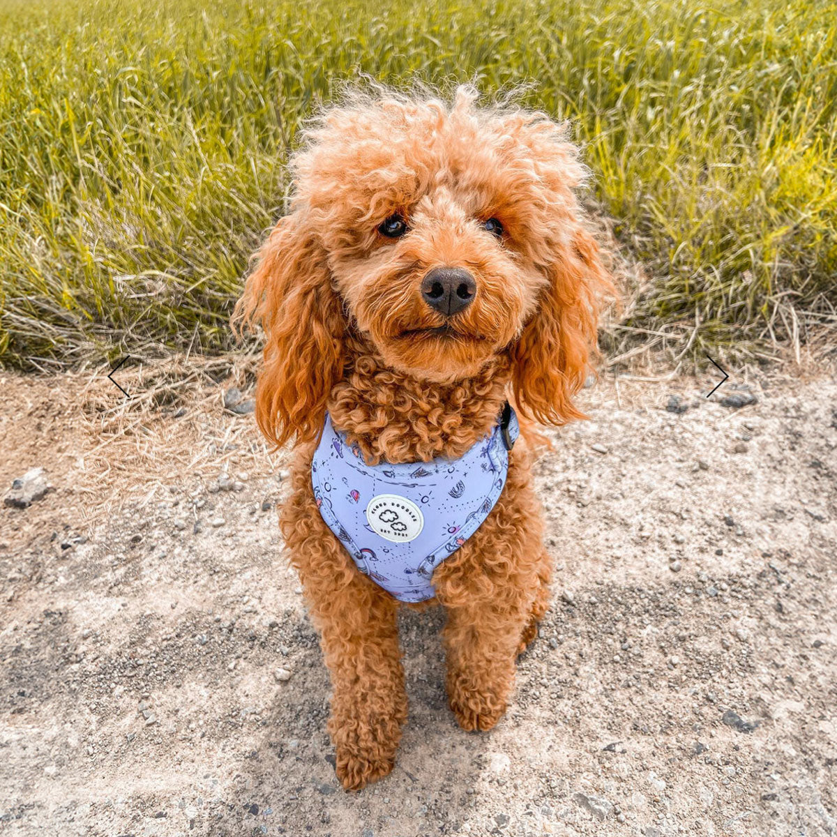 Pettoriina blu per cani, indossata su cane di razza Cooker, regolabile, con fodera traspirante, confortevole, di Cloud Doodles, distribuita da Orme Differenti