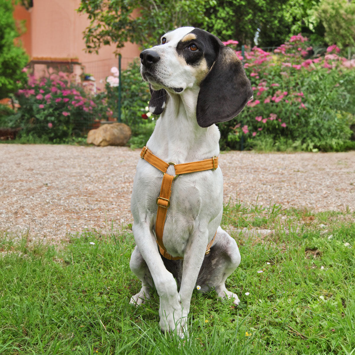 Pettorina per cani ad H in canapa e cotone riciclato, regolabile ed eco-friendly, di Eco Impronta distribuita da Orme Differenti
