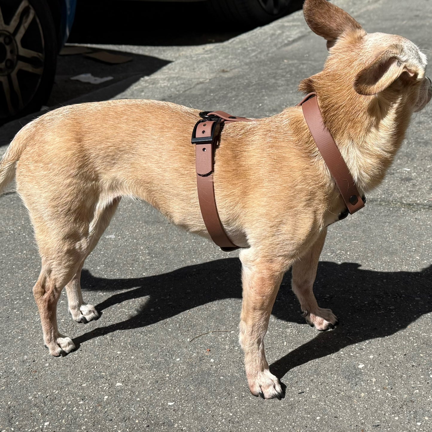 Pettorina per cani ad H in Biothane Beta, per cani di taglia media, marrone, addosso a un cane, prodotta da Orme Differenti
