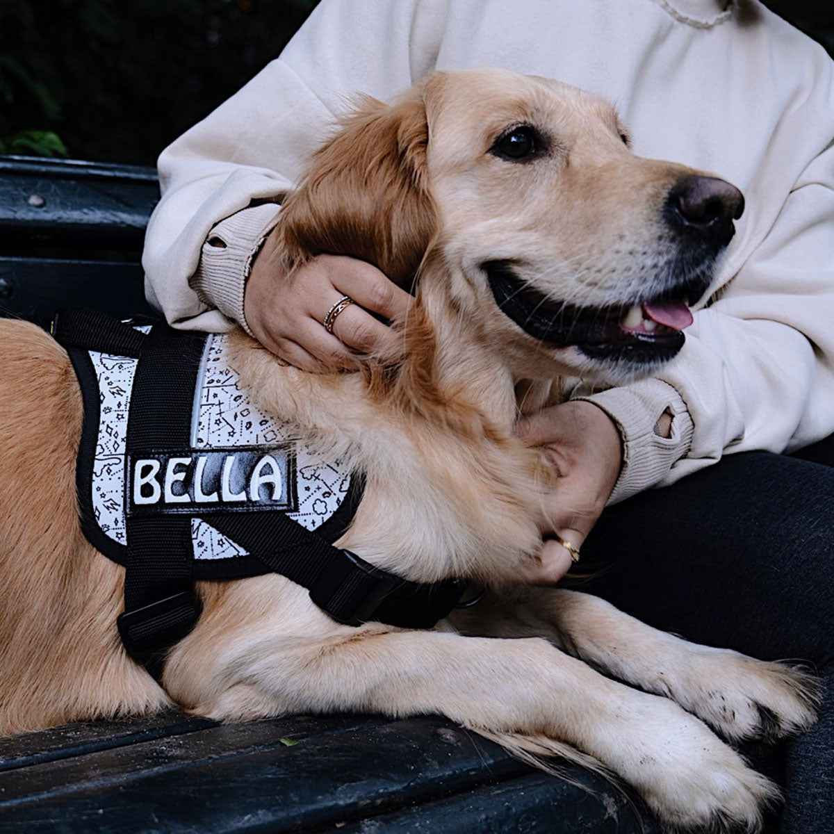 Pettorina per cani anti tiro e anti fuga, indossata su cane di taglia grane, personalizzata con nome cane, di Cloud Doodles by Tira Molla, distribuita da Orme Differenti