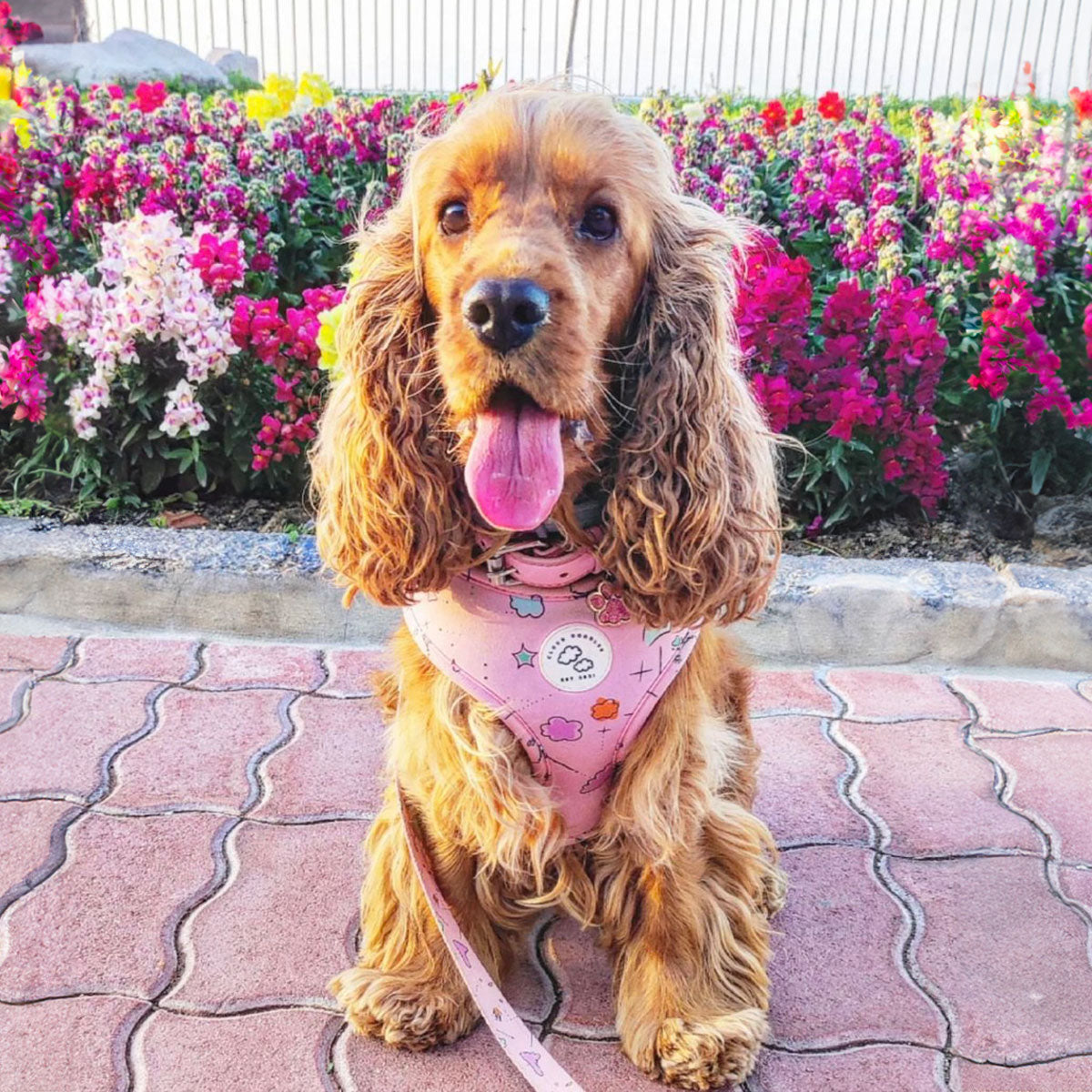 Pettorina rosa per cani di Cloud Doodles, distribuita da Orme Differenti, indossata su cane di razza Coocker, regolabile e resistente