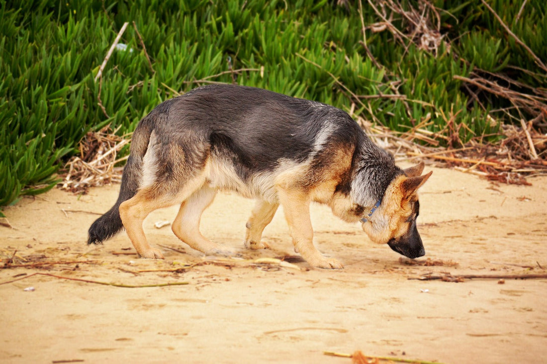 caratteristiche cane da fiuto, pastore tedesco che annusa sulla spiaggia, orme differenti