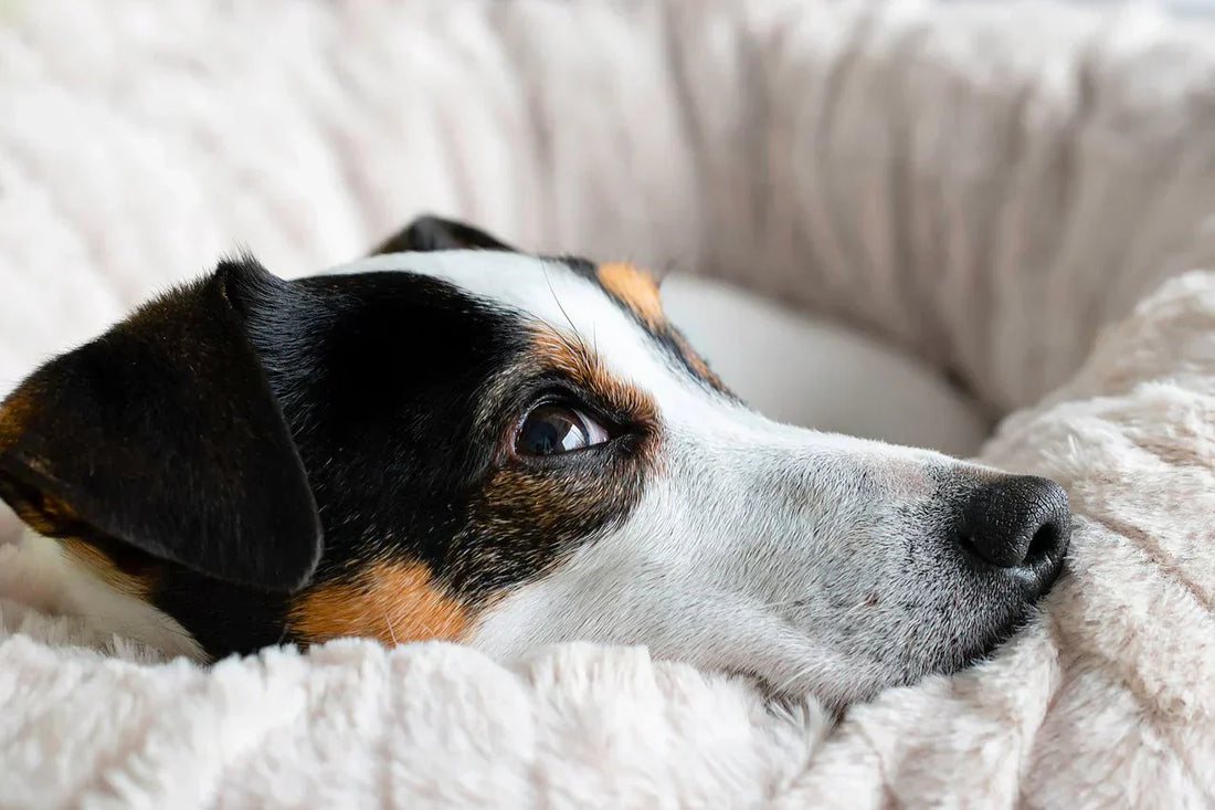 Come mantenere pulita la cuccia del tuo cane, cane piccola taglia nella sua cuccia bianca, Orme Differenti