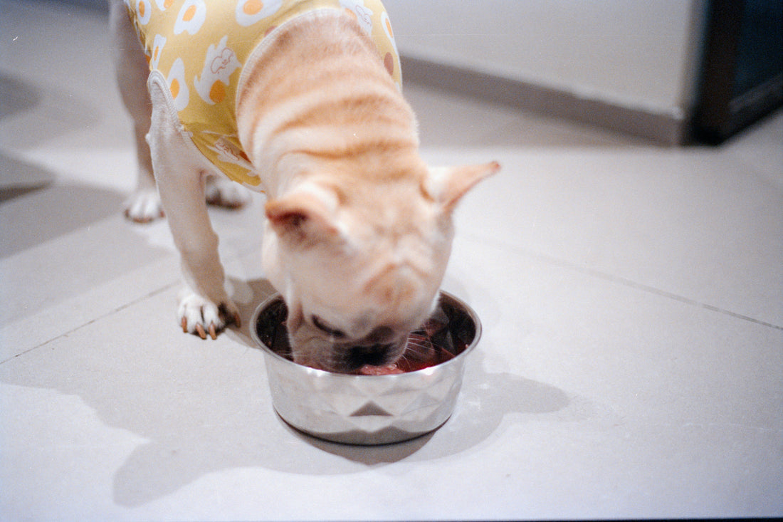 il cane può mangiare cibo per gatti, cane bulldogue francese che mangia, orme differenti