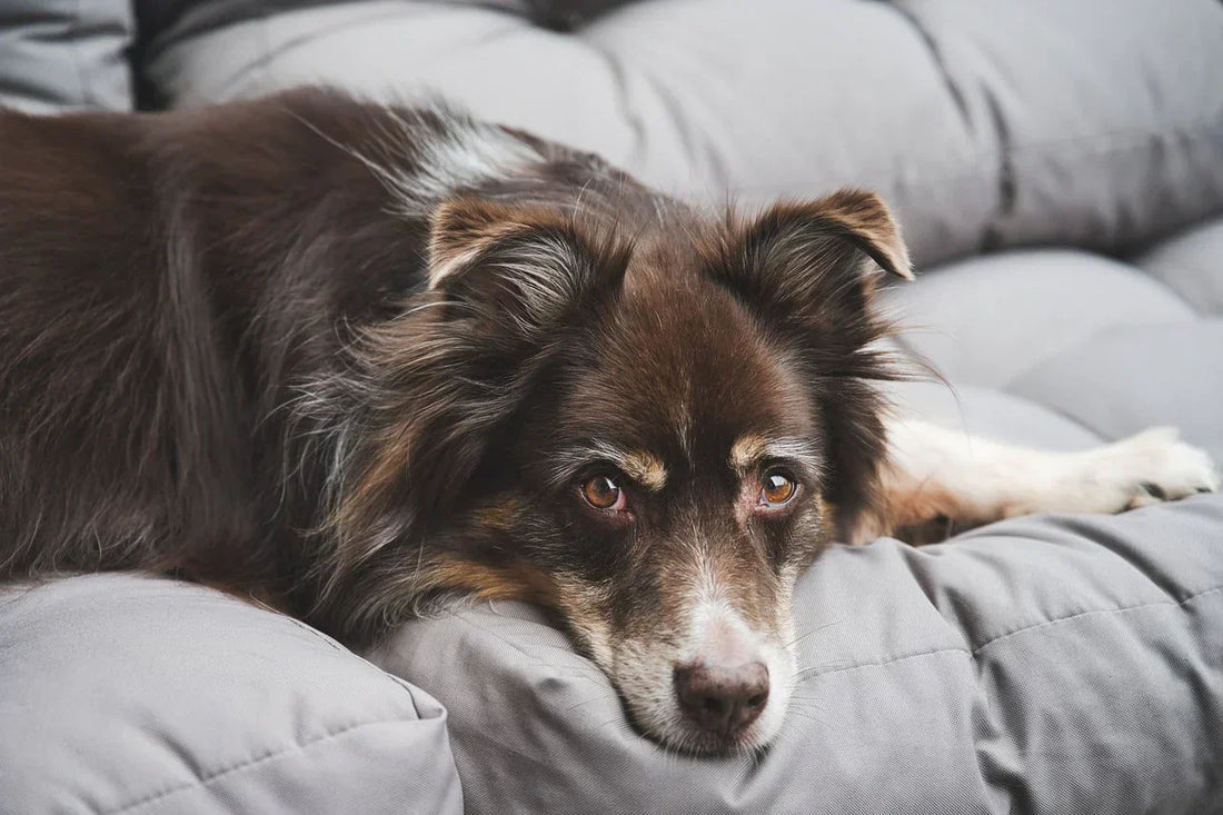 Come togliere l'odore della pipì del cane in casa, divano, Orme Differenti