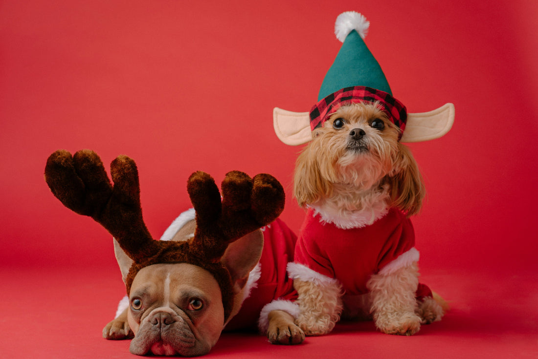 come trascorrere un buon natale con cani.e gatti, due cani e un gatto vicino ad albero di natale, due cani con cappello, orme differenti