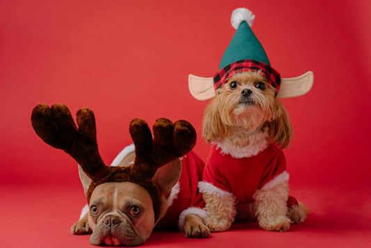 come trascorrere un buon natale con cani.e gatti, due cani e un gatto vicino ad albero di natale, due cani con cappello, orme differenti