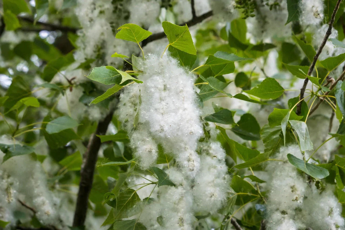 allergie dei cani, polline, orme differenti