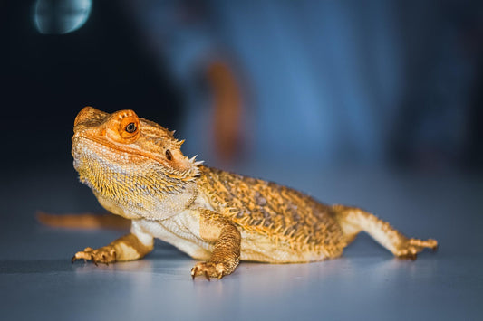 animali esotici domestici, drago barbuto, orme differenti
