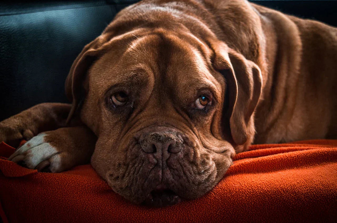 animali soffrono, cane marron sul divano, orme differenti