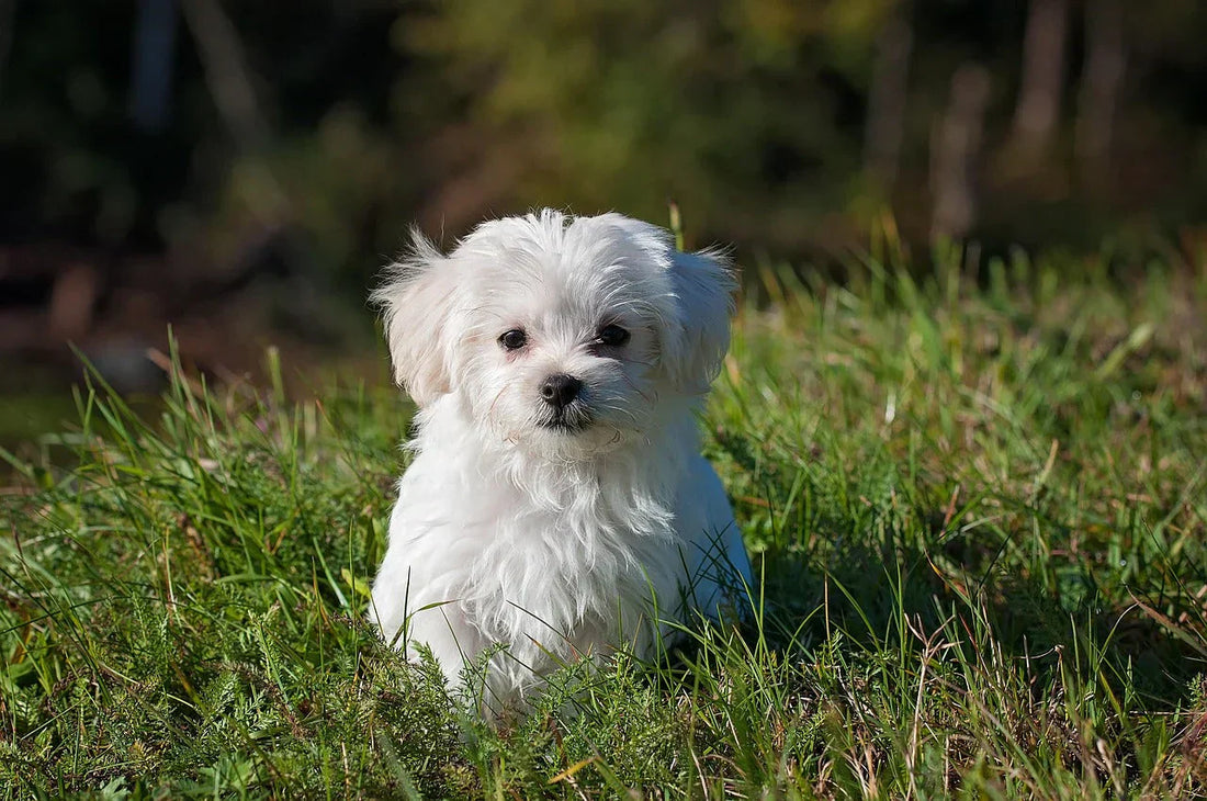 antipulci per cani, cane bianco nel prato, orme differenti