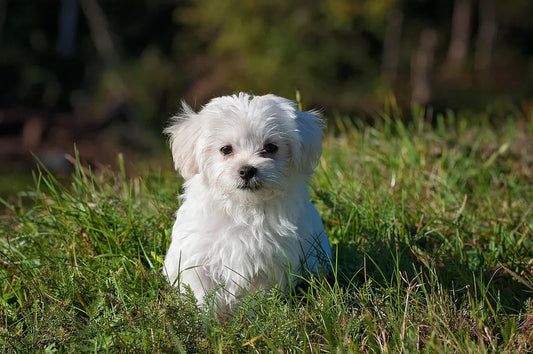 antipulci per cani, cane bianco nel prato, orme differenti