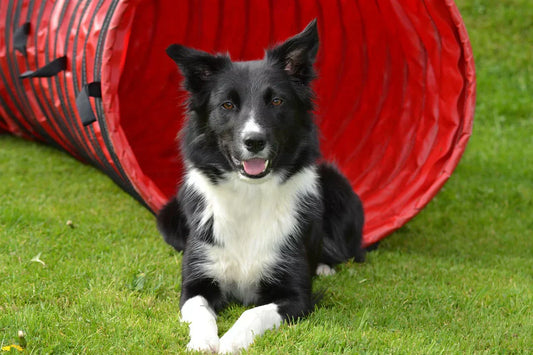 border collie pelo, border collie in un prato, orme differenti