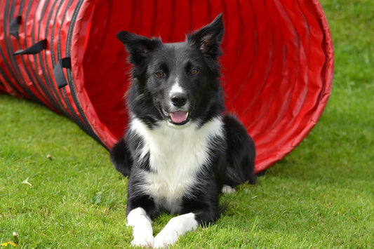 Border Collie, campo di agility, come rendere più bello il suo pelo, prodotti, consigli, Orme Differenti