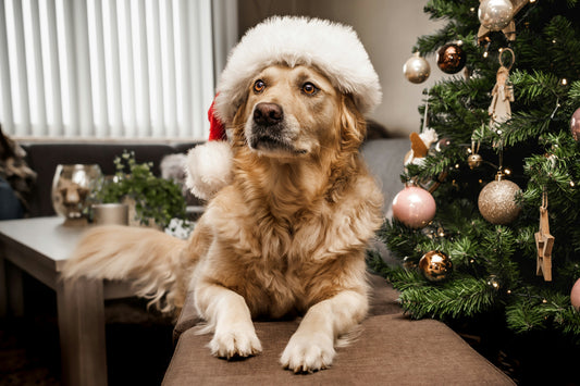 botti di capodanno, cane con cappello di babbo natale in testa, orme differenti