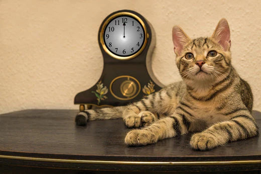 botti di capodanno, come aiutare il gatto a superarli, gatto vicino a orologio che segna mezzanotte, Orme Differenti