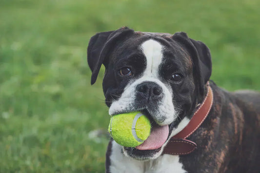 boxer con pallina in bocca, carattere, difetti, Orme Differenti