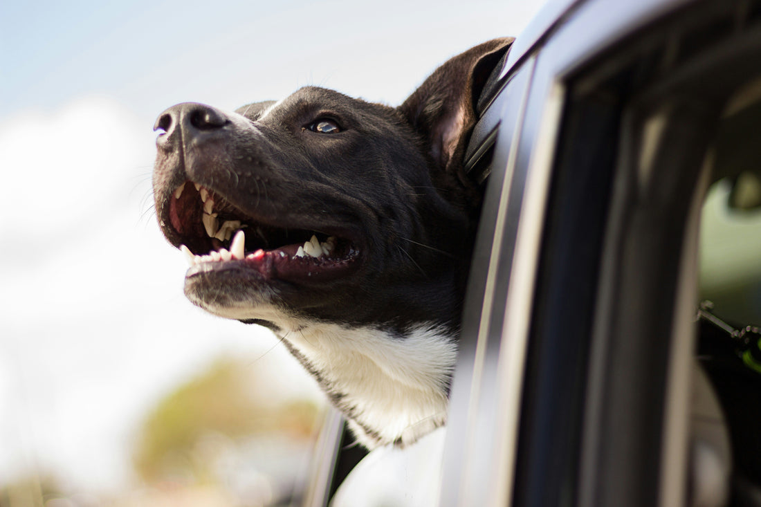 cane soffre la macchina, cane in auto, orme differenti