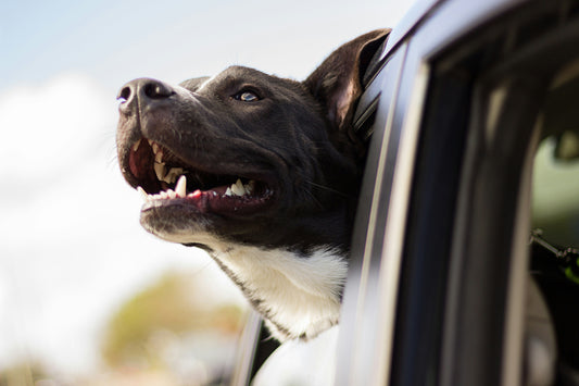 cane soffre la macchina, cane in auto, orme differenti