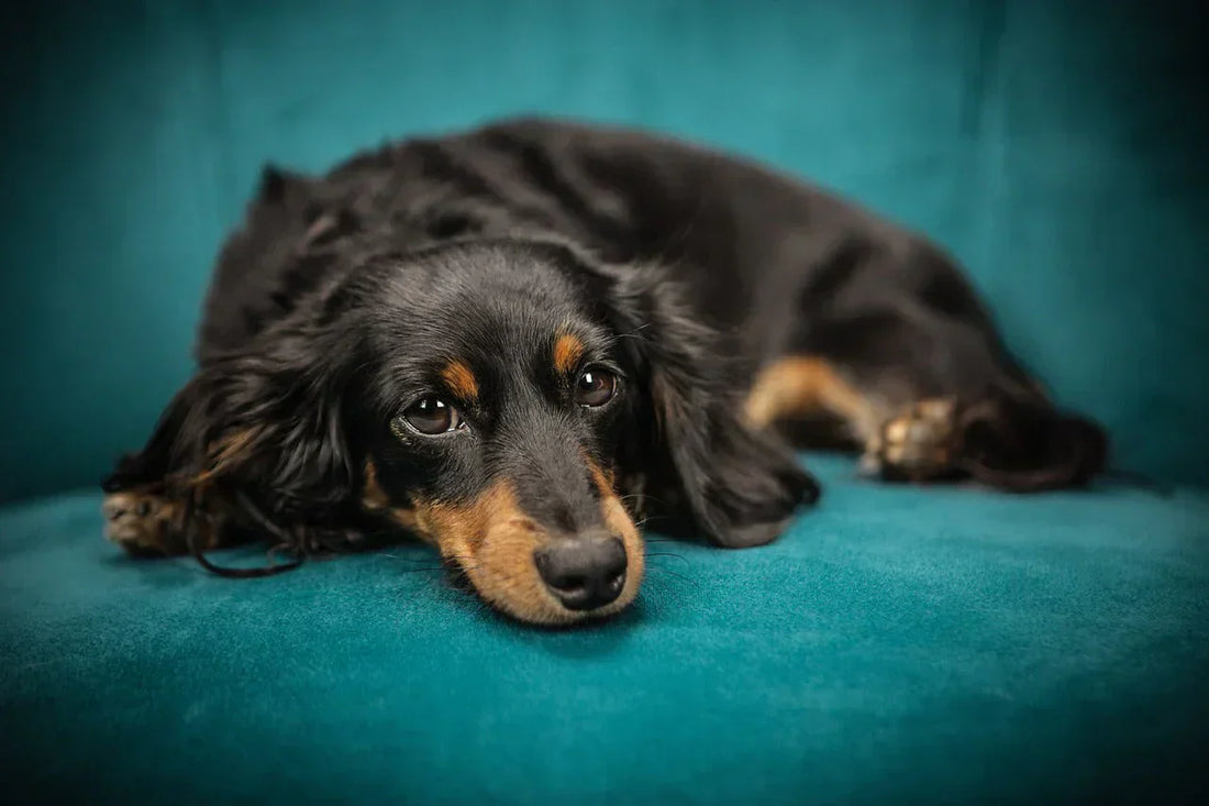cane stressato, cane nero e marrone stressato sul divano, orme differenti