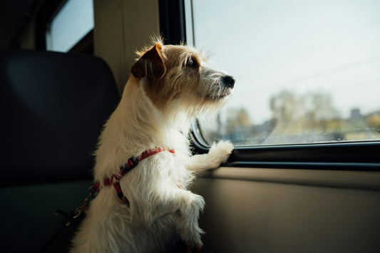 cani su trenitalia, jack russell pelo duro su treno, orme differenti