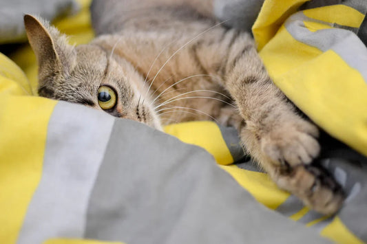 come conquistare la fiducia di un gatto, gatto sul letto che guarda diffidente, Orme Differenti