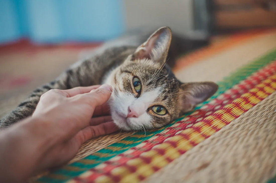 come diventare pet sitter, mano che accarezza gatto, Orme Differenti