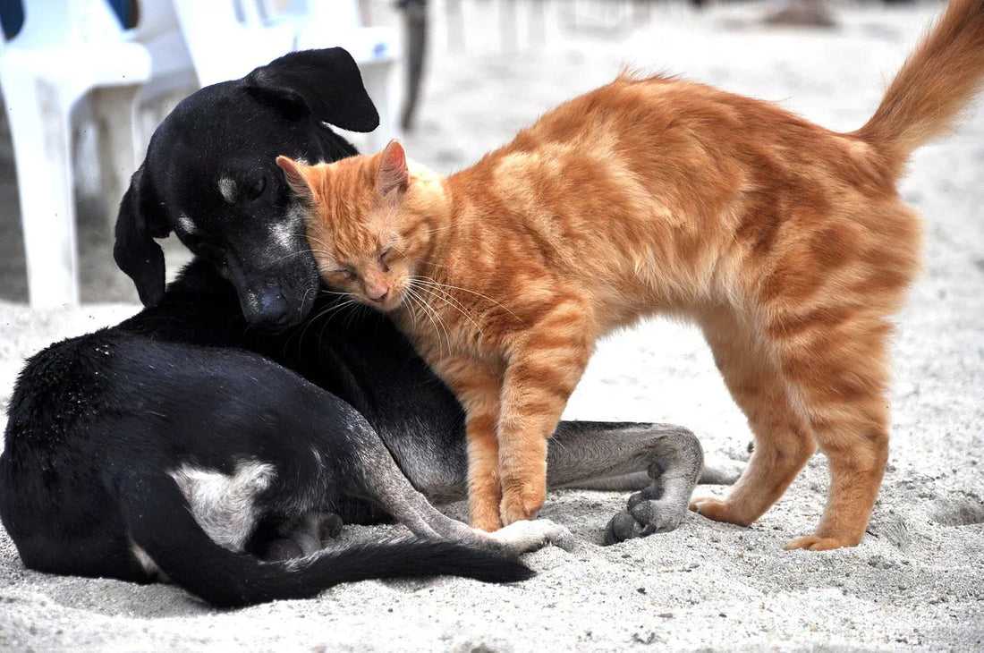 Come far convivere cane e gatto, gatto rosso che si struscia contro cane nero, Orme Differenti