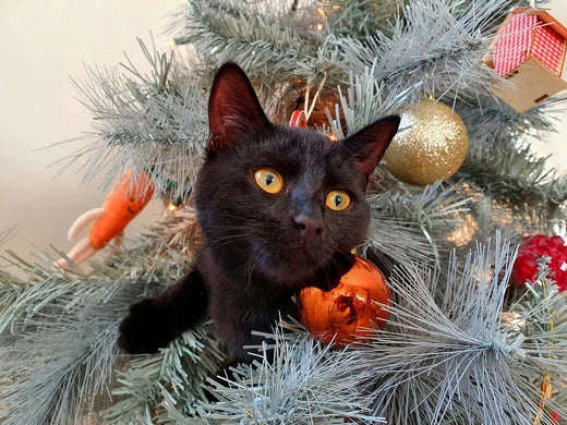 come fare l'albero di natale e prova di gatto, gatto nero in mezzo all'albero di natale, orme differenti