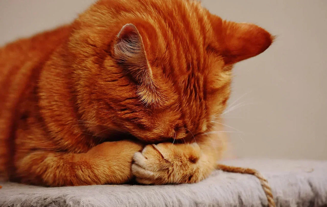 come impedire che il gatto urini su letto e divano, gatto rosso che si nasconde il muso con le zampine, Orme Differenti