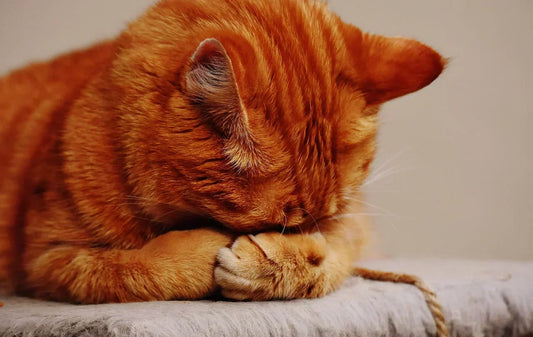 come impedire che il gatto urini su letto e divano, gatto rosso che si nasconde il muso con le zampine, Orme Differenti