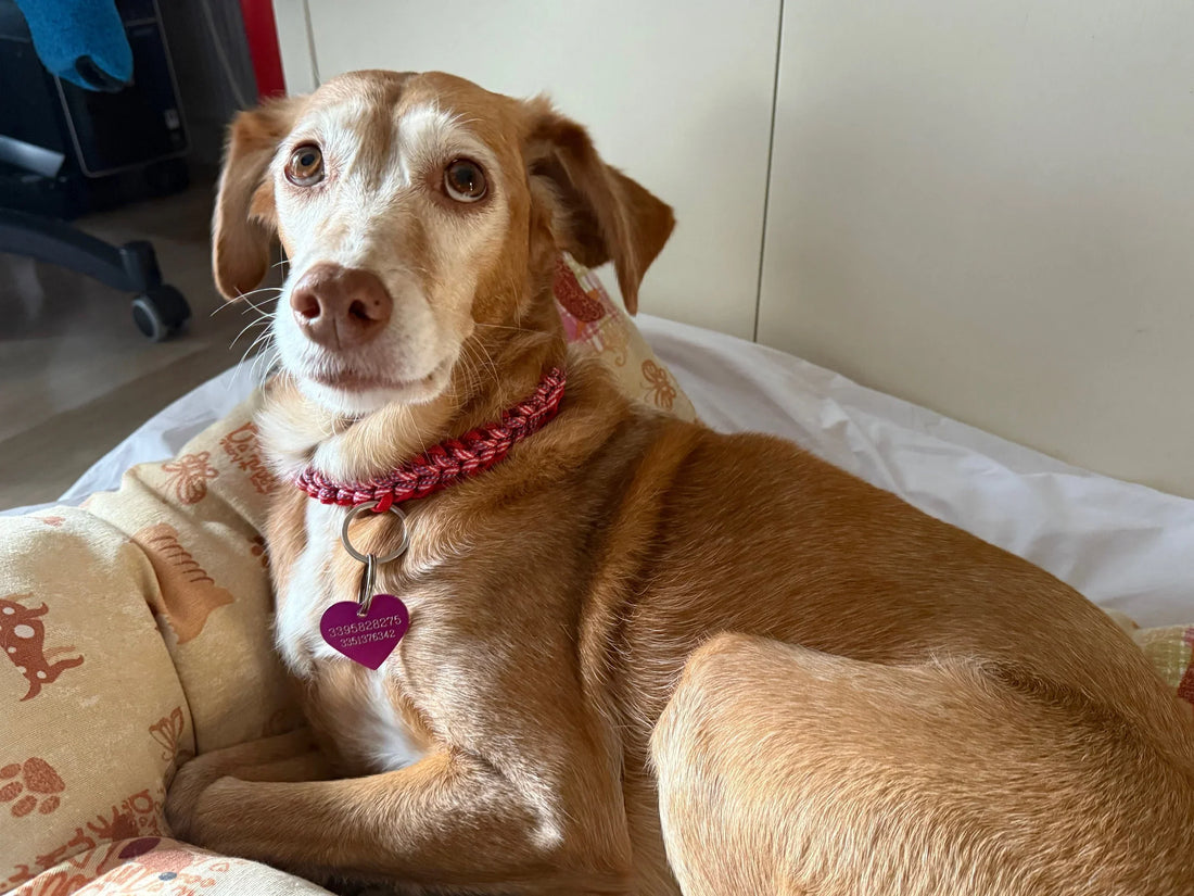 come misurare il collo del cane, cane meticcio nella cuccia con collare in paracord, Orme Differenti