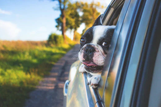 come organizzare la vacanza con il proprio animale, cane in auto, Orme Differenti