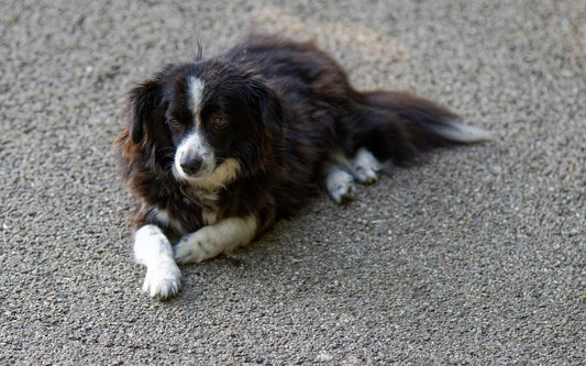 come proteggere le zampe del cane dall'asfalto bollente